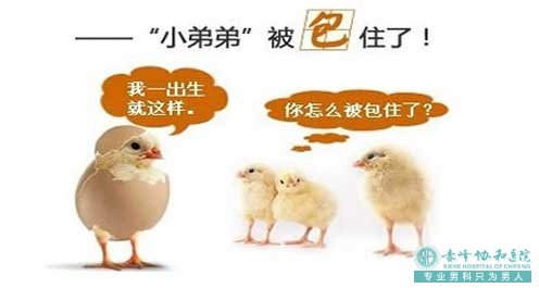 金华包皮长都要做手术- 躲起来的小鸡鸡